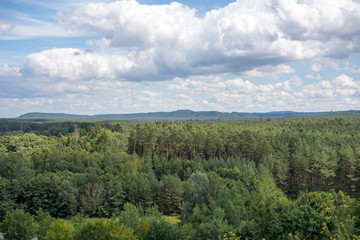 Forest near Brombachsee