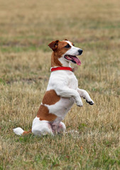 Jack Russell terrier standing on hind legs