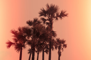 Vintage Palms