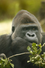 Gorilla eet bladeren.
