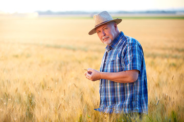 Senior farmer with straw hat checks wheat grain