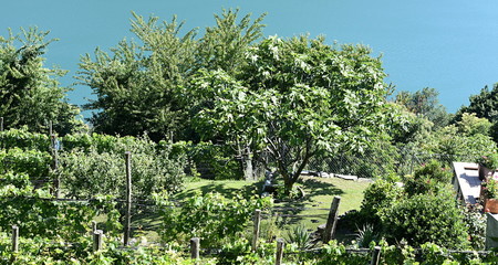 verger au tessin