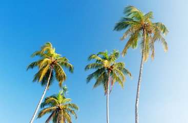  Palm trees at sky background