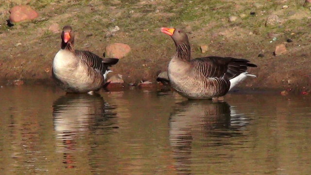 Two Greater white-fronted goose (Anser albifrons) drinking at pond