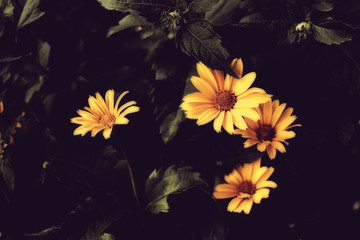 Beautiful yellow flowers on dark background.