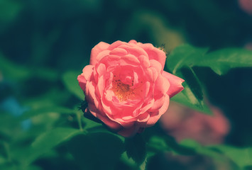 Beautiful pink roses in garden.