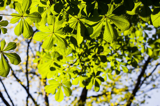 Horse Chestnut tree leaves