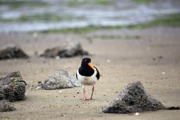 Close-Up of Oystercatcher