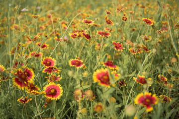 Bright cheerful pinwheel wildflowers growing in a field.  