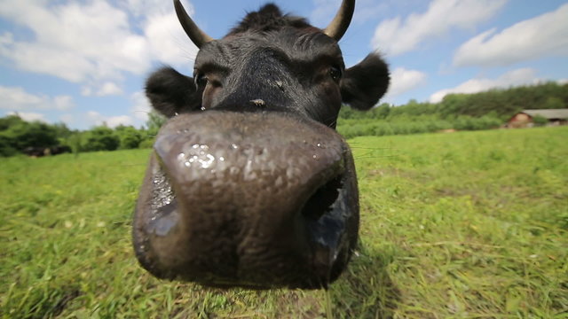 Qurious Cow in the Meadow