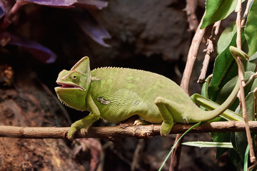 Veiled chameleon (Chamaeleo calyptratus)