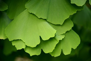 Miłorząb Japoński 