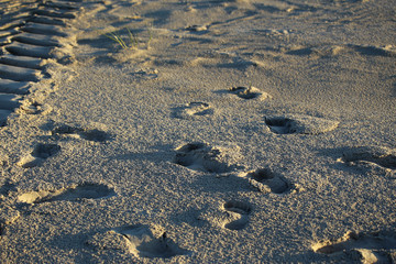 Footprints in sand
