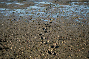Footprints in wet sand
