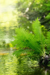 Fern plant in a bright sunlit stream during summer