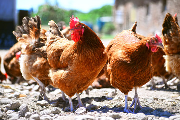 Chickens on traditional free range poultry farm