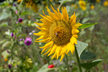 Sonnenblume mit Besucher