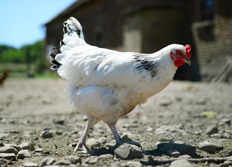 Chickens on traditional free range poultry farm
