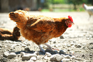 Chickens on traditional free range poultry farm