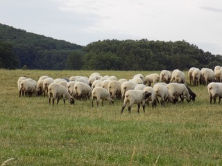 Fototapeta na wymiar Sheeps on pasture