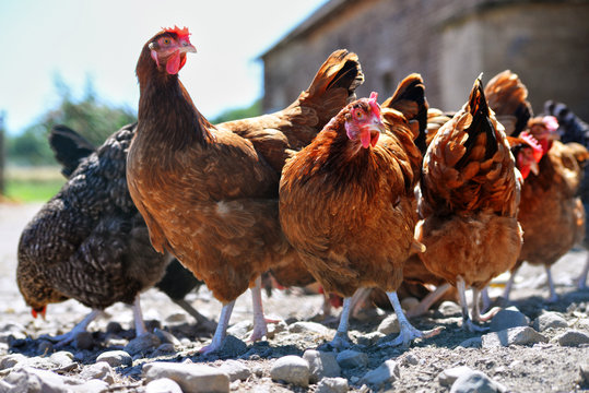 Chickens on traditional free range poultry farm