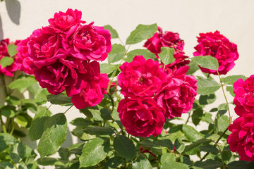 beautiful bush of red roses
