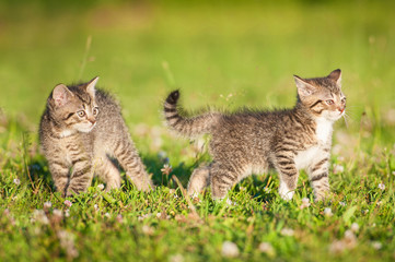 Two little tabby kittens walking outdoors in summer