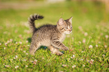Naklejka na ściany i meble Little tabby kitten running on the grass