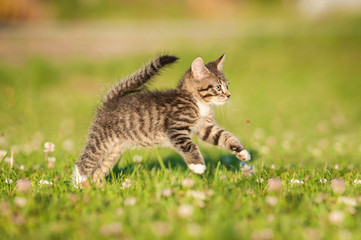 Little tabby kitten running outdoors