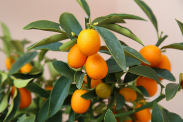 Orange Kumquat