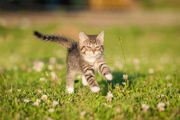 Naklejka na ściany i meble Little tabby kitten running in summer