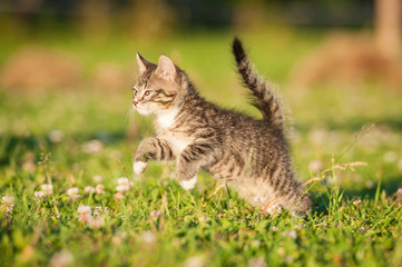 Naklejka na ściany i meble Little tabby kitten running on the lawn