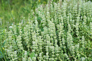 herbs blooming thyme