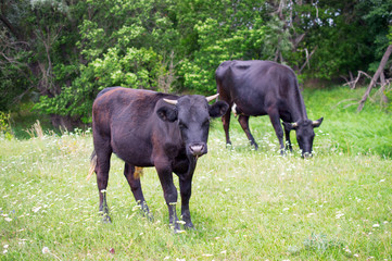 Naklejka na ściany i meble two cows on a meadow