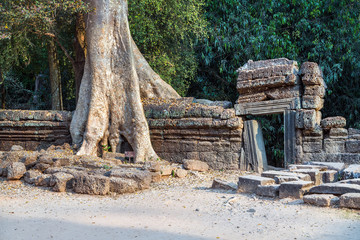 Fototapeta premium banyan tree in ruin Angkor Wat, Siem Reap, Cambodia.