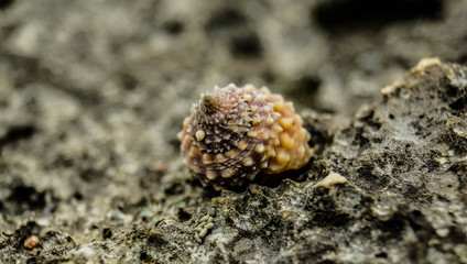 Sea Shell