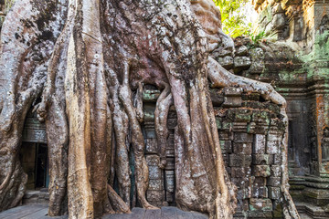 roots tree in ruin Ta Prohm, Cambodia.