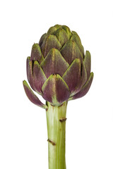 Fototapeta premium Artichoke with Stem