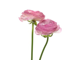 Obraz premium Ranunculus