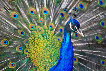 Plakat male peacock