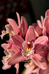 Fototapeta na wymiar pink orchid blooms