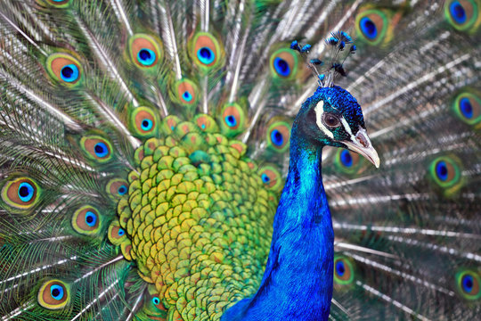 Fototapeta male peacock
