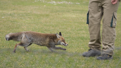 ZORRO CORRER CUIDADOR HIERBA
