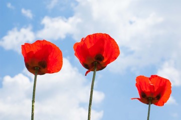 Obraz premium Red poppies