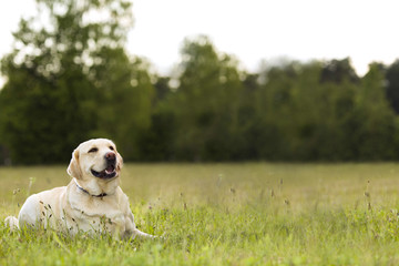 Dog of breed the Labrador on walk on park