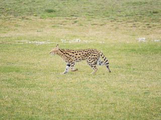 SERVAL FELINO SALVAJE HIERBA