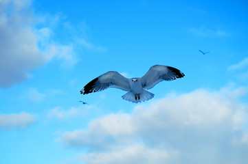 Seagull