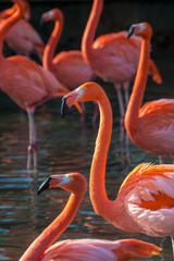 Flamingos in Water