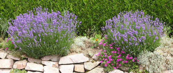 Lavendel am Rand einer Hecke