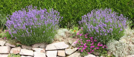 Gartenposter Lavendel Lavendel am Rand einer Hecke